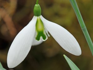 Galanthus 'John Gray'-0