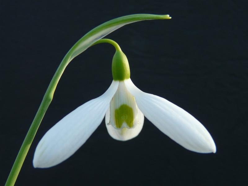 Galanthus elwesii 'John Tomlinson'-0
