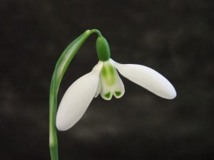 Galanthus 'Ketton'-0