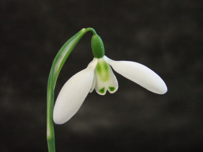 Galanthus 'Ketton'-0