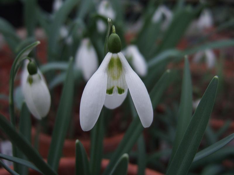 Galanthus 'Ketton'-8342