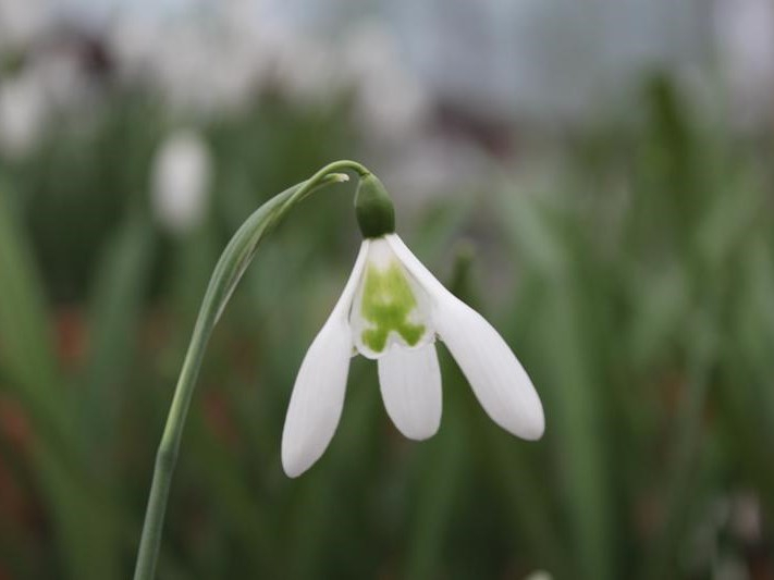 Galanthus 'Lapwing'-26149