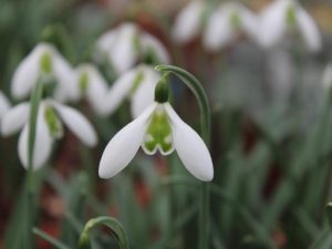 Galanthus 'Lapwing'-0
