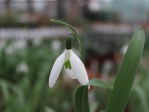 Galanthus elwesii 'Long Drop'-0