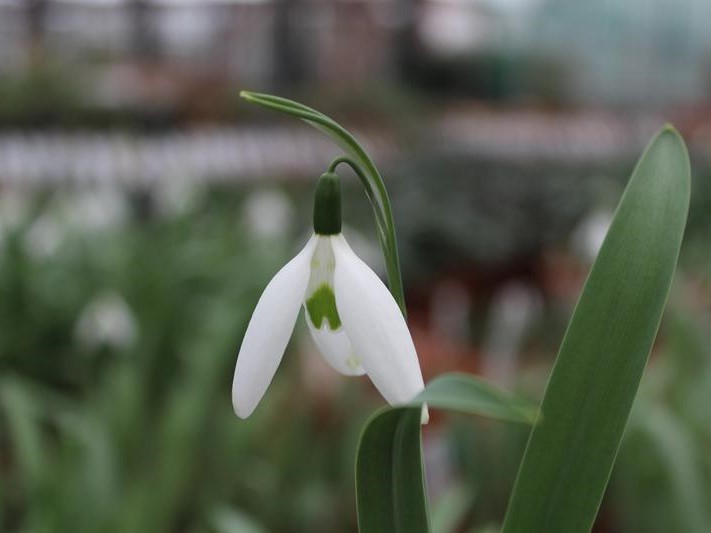 Galanthus elwesii 'Long Drop'-0