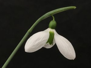 Galanthus 'Melanie Broughton'-0