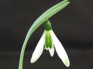 Galanthus 'Modern Art'-0