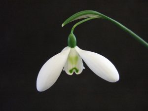 Galanthus 'Mrs Thompson'-0