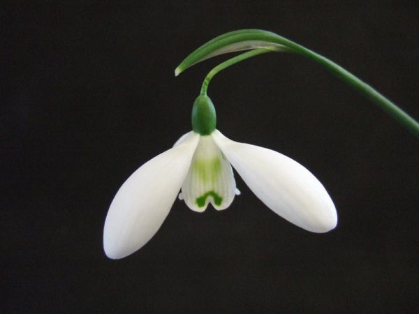 Galanthus 'Mrs Thompson'-0