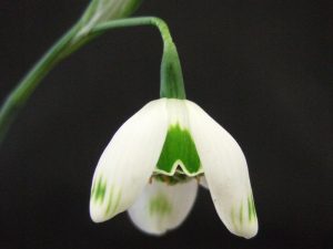 Galanthus 'Ophelia'-0