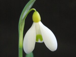 Galanthus 'Primrose Warburg'-0