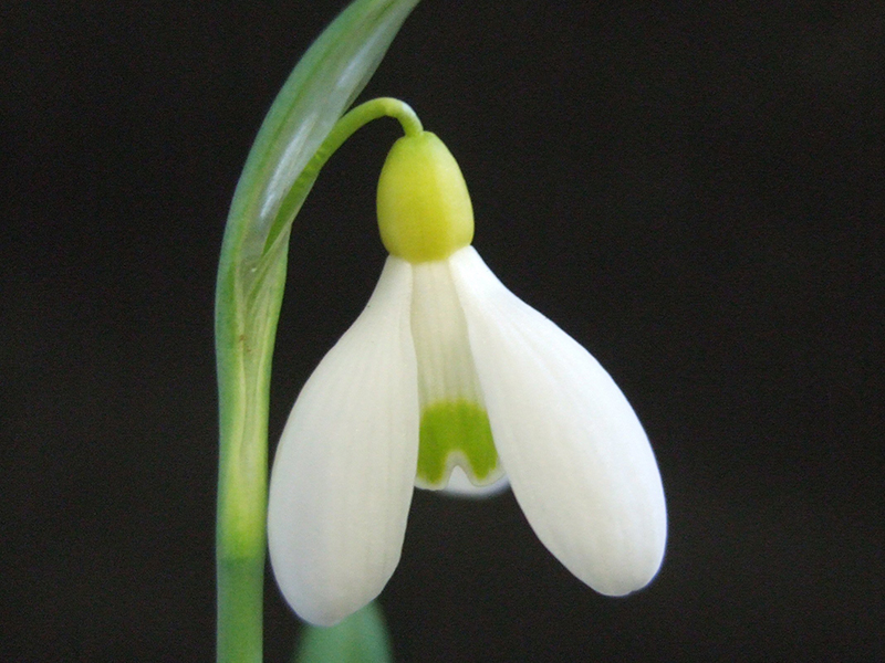 Galanthus 'Primrose Warburg'-0