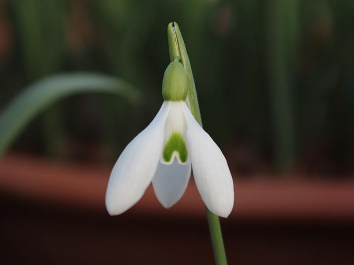 Galanthus rizehensis 'Baytop'-0