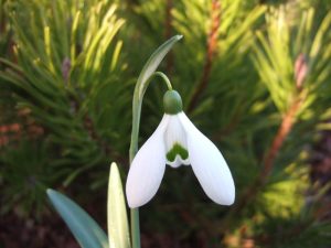 Galanthus 'Seagull'-0