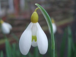 Galanthus 'Spindlestone Surprise'-0