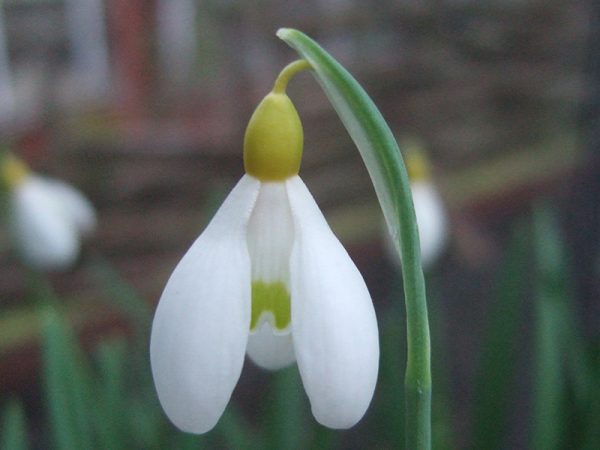Galanthus 'Spindlestone Surprise'-0