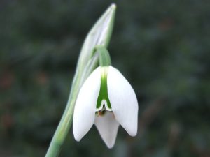 Galanthus 'Titania'-0