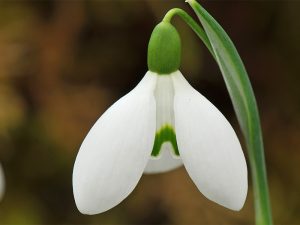 Galanthus 'S. Arnott'-0