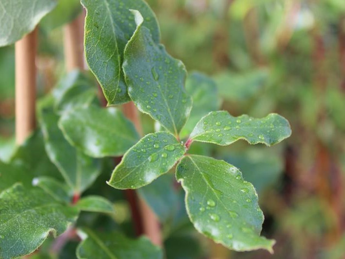 Garrya elliptica-26376