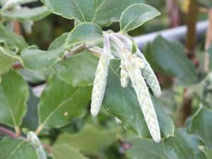 Garrya elliptica 'James Roof'-0