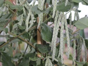 Garrya elliptica-0