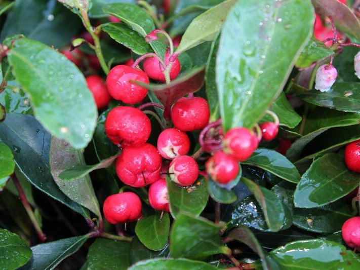 Gaultheria procumbens-26560
