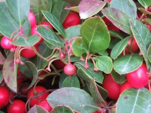 Gaultheria procumbens-0