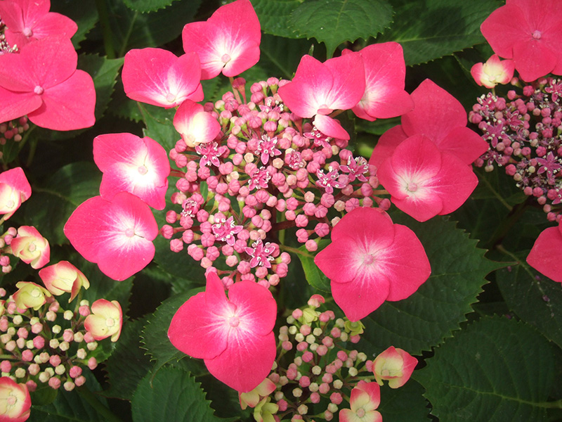 Hydrangea macrophylla 'Geoffrey Chadbund'-4698