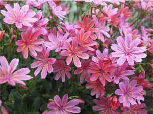 Lewisia 'George Henley'-0