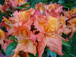 Rhododendron 'Gibraltar'-0