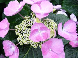 Hydrangea macrophylla 'Gimpel'-0