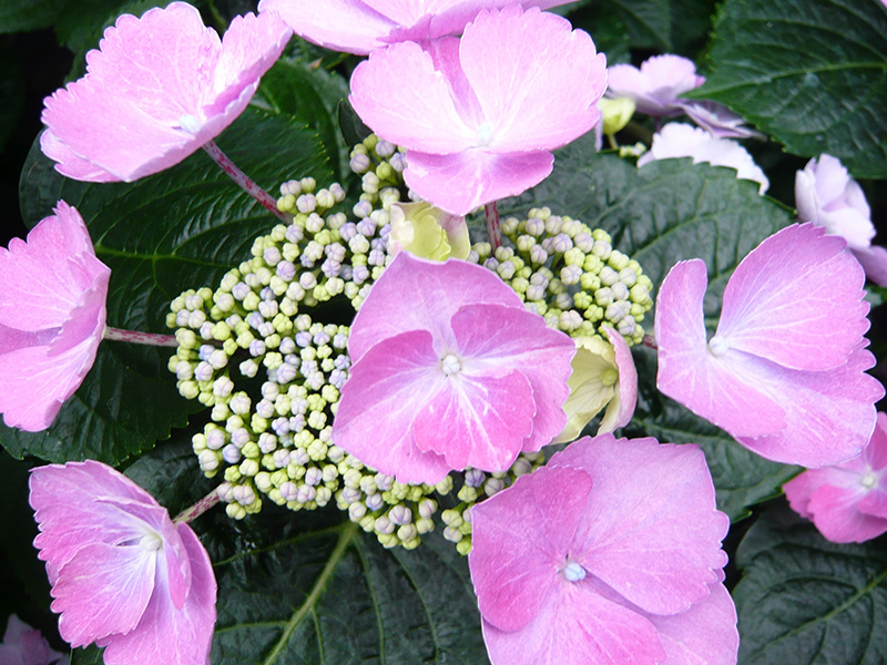 Hydrangea macrophylla 'Gimpel'-0