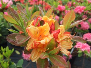 Rhododendron 'Glowing Embers'-0