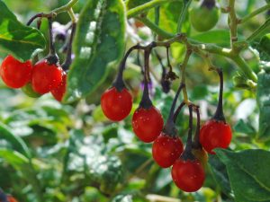 Goji Berry-0