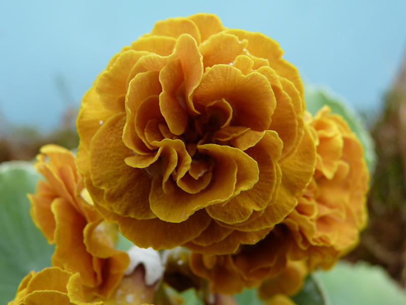 Primula auricula 'Golden Splendour'-1303