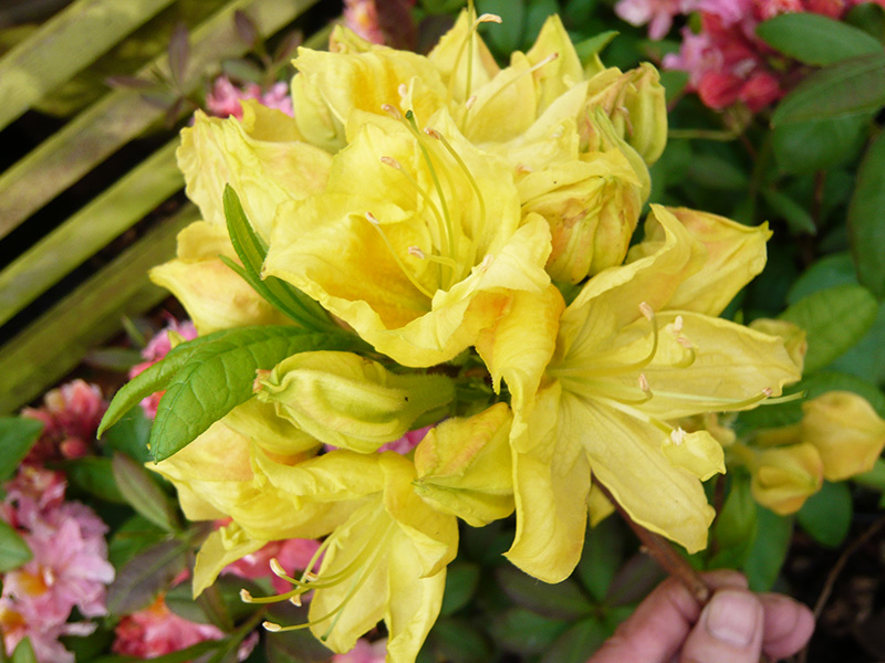 Rhododendron 'Golden Sunset'-0