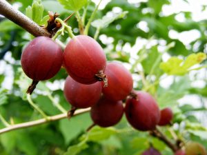 Gooseberry 'Captivator'-0