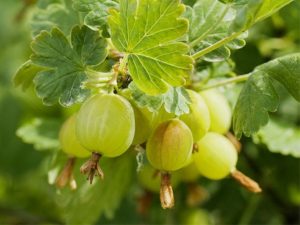 Gooseberry 'Careless'-0