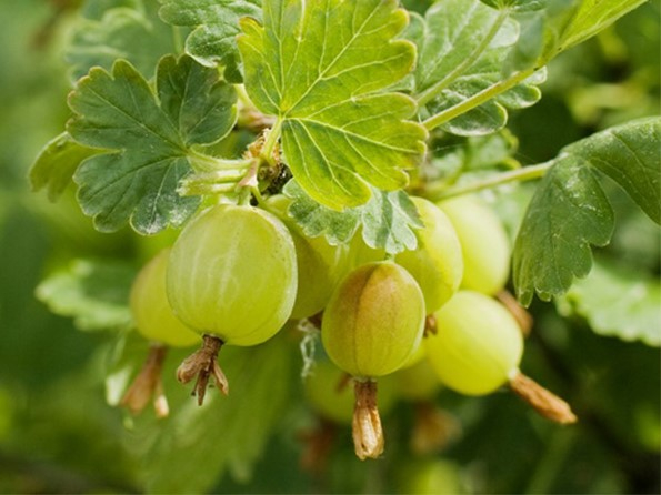 Gooseberry 'Careless'-0