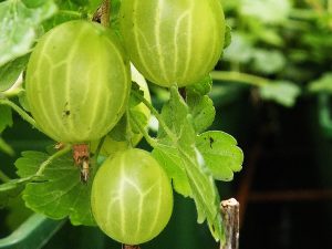 Gooseberry 'Hinnonmaki Green'-0