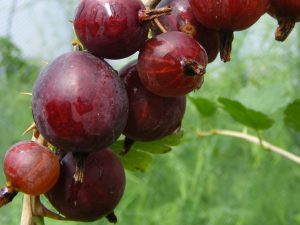 Gooseberry 'Hinnonmaki Red'-0