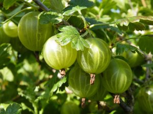 Gooseberry 'Hinnonmaki Yellow'-0