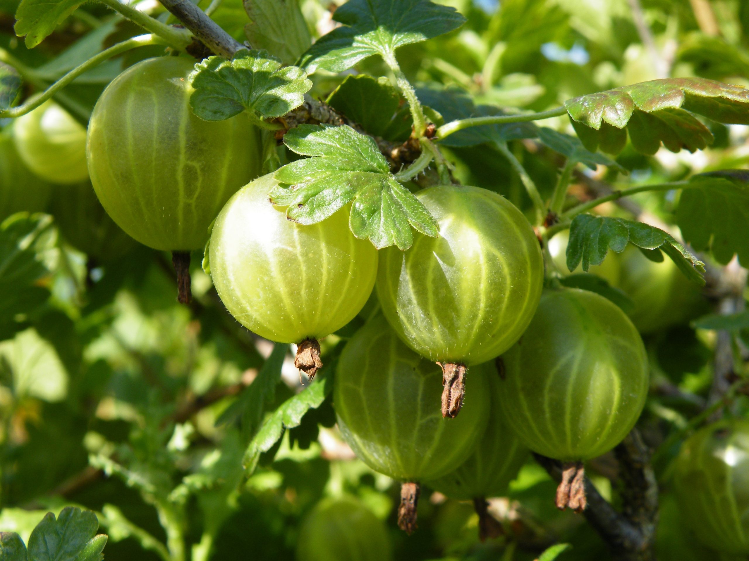 Gooseberry 'Hinnonmaki Yellow'-0