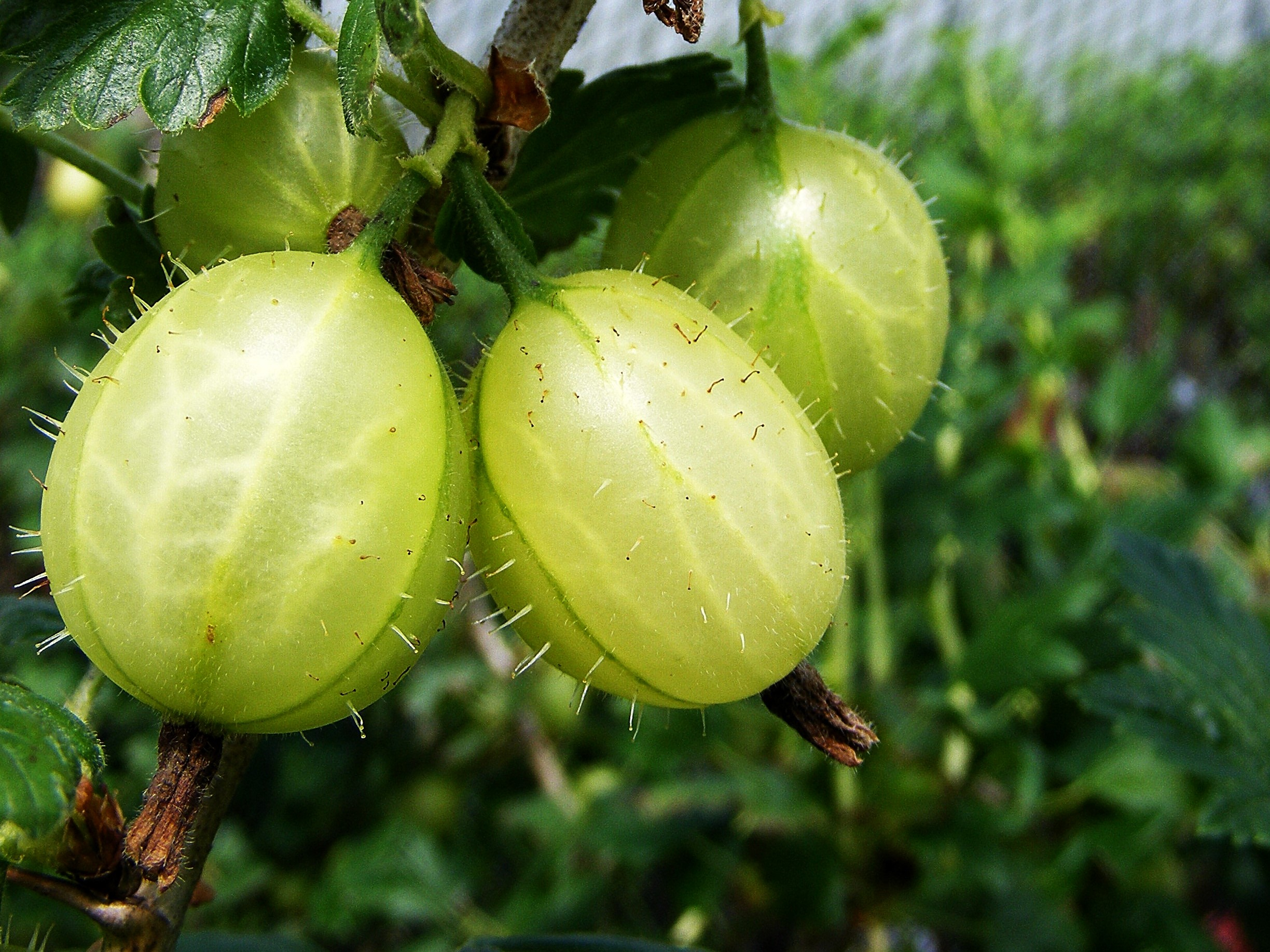 Gooseberry 'Invicta'-0