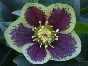 Helleborus x hybridus (Ashwood Garden Hybrids) Single green shades blotched-0