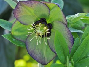 Helleborus x hybridus (Ashwood Garden Hybrids) Single green picotee shades dark nectaries-0