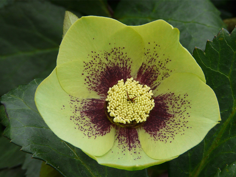 Helleborus x hybridus (Ashwood Garden Hybrids) Single green spotted red flush-0