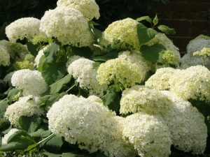 Hydrangea arborescens 'Annabelle' (3 Litre)-0