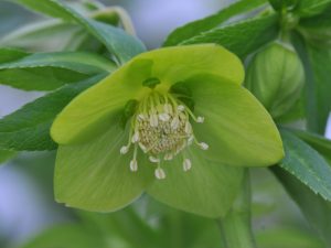 Helleborus cyclophyllus-0