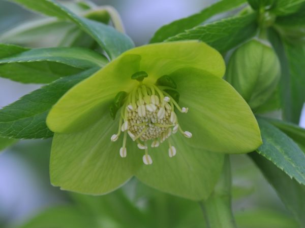 Helleborus cyclophyllus-0